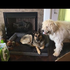 I’m a 59 year old mother of 3 and Nana to 8. My pictures are of my 3 protectors.